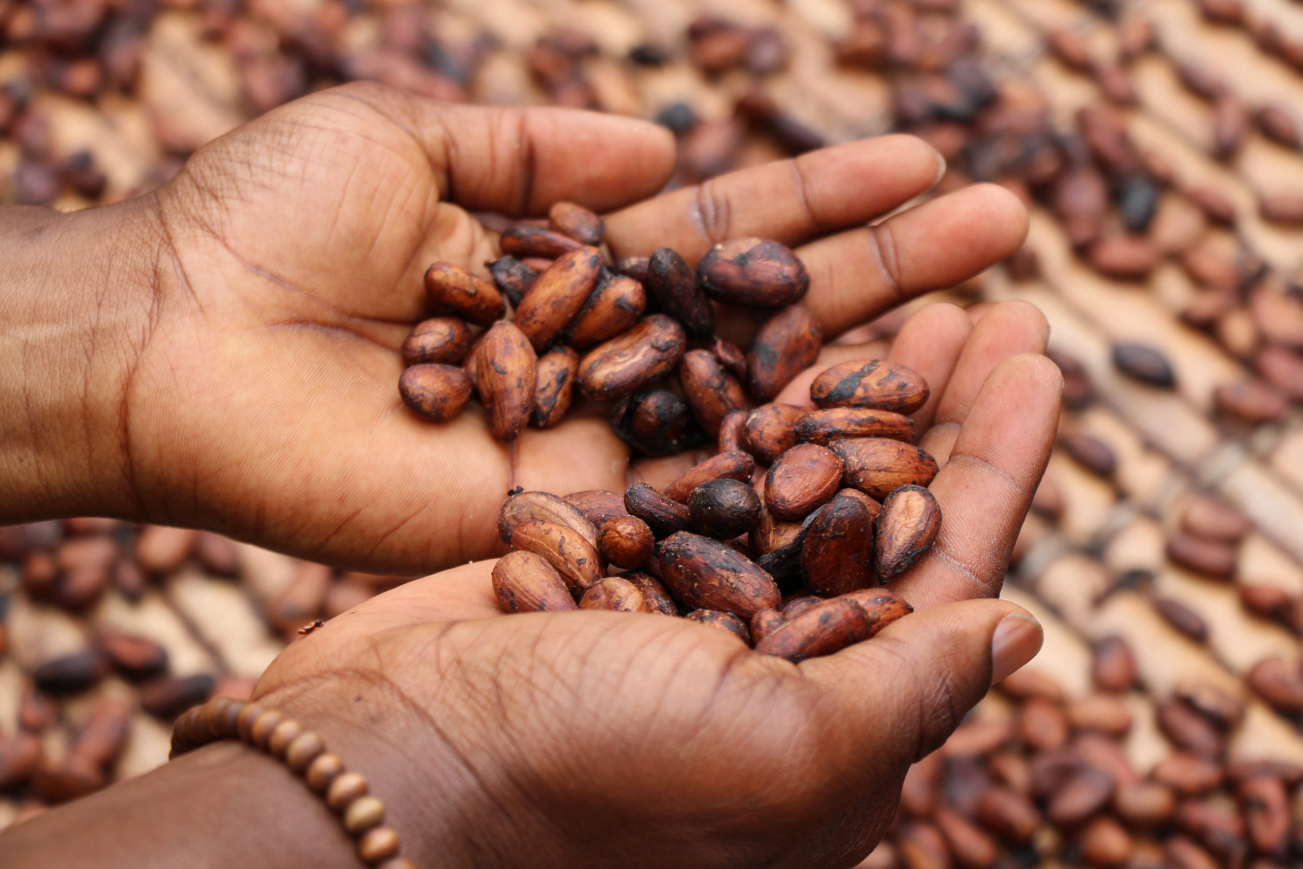Vor der Verarbeitung zur Schokolade werden Kakaobohnen getrocknet, bei kleinen Kooperativen auch einfach in der Sonne.